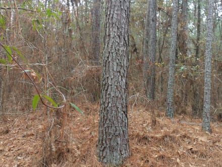 Acadia Land LLC, Bienville Parish, 137 Acres +/-