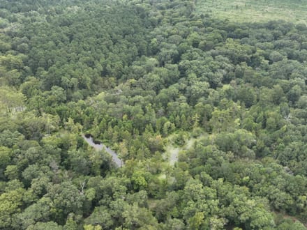 Bodcau Bayou Ducks and Bucks, Lafayette County, 352 Acres +/-