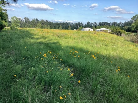 Lumas Road Tract, Beauregard Parish, 80 Acres ≠
