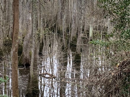 Mock Timber Tract, Union Parish, 167 Acres +/-