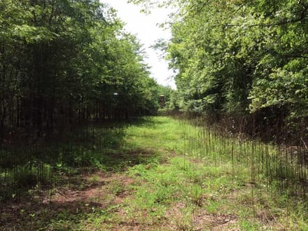 Cypress Tract, Natchitoches Parish, 1175 Acres +/-