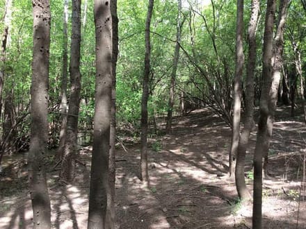 Cypress Tract, Natchitoches Parish, 1175 Acres +/-