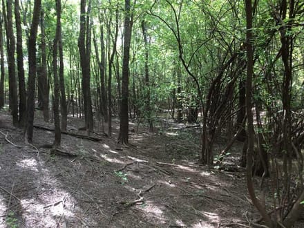 Cypress Tract, Natchitoches Parish, 1175 Acres +/-