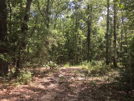 Beckom Tract, Sabine Parish, 191 Acres +/-