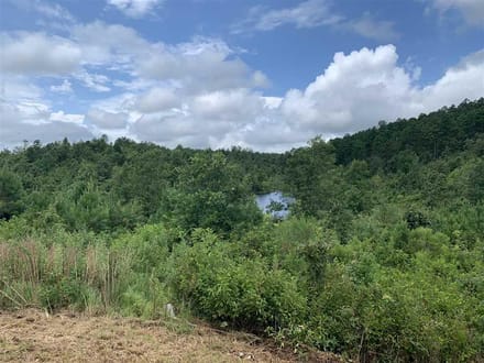 Broadmoor Timber Tract, Hot Spring County, AR, 1,148 Acres +/-