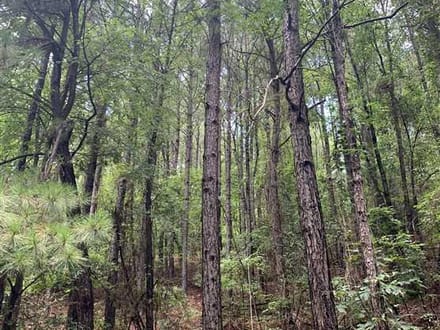 Broadmoor Timber Tract, Hot Spring County, AR, 1,148 Acres +/-
