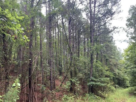 Broadmoor Timber Tract, Hot Spring County, AR, 1,148 Acres +/-