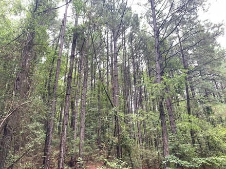Broadmoor Timber Tract, Hot Spring County, AR, 1,148 Acres +/-