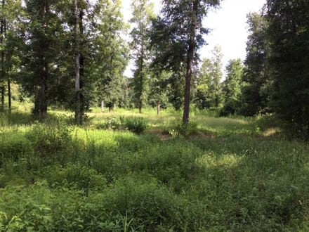 Rosemary Road - Pearl River Tract, Hinds County, MS, 1,531 Acres +/-