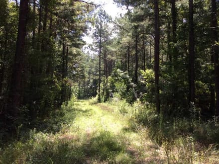 Rosemary Road - Pearl River Tract, Hinds County, MS, 1,531 Acres +/-