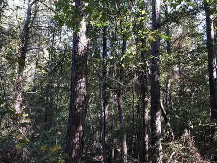 Red Bluff Road Tract, DeSoto Parish, 525 Acres +/-