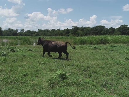 Allbritton Cattle Tract, Natchitoches Parish, 1,838 Acres +/-