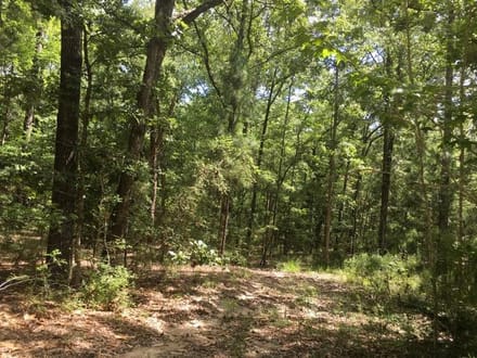 Beckom Tract, Sabine Parish, 191 Acres +/-