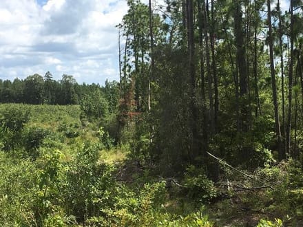 Beckom Tract, Sabine Parish, 191 Acres +/-
