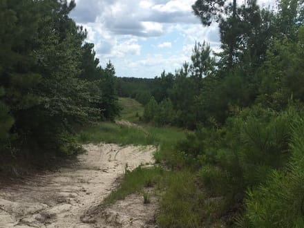 Beckom Tract, Sabine Parish, 191 Acres +/-