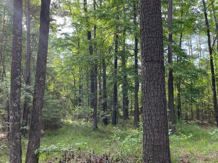 Bodcau Bayou, Bossier, 40ac+/-