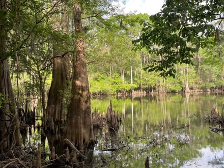 Bodcau Bayou, Bossier, 40ac+/-