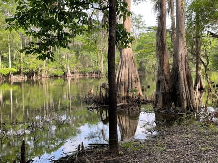 Bodcau Bayou, Bossier, 40ac+/-