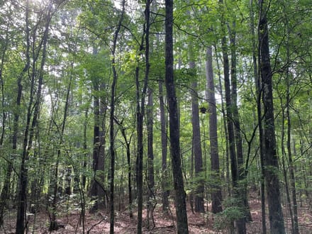 Bodcau Bayou, Bossier, 40ac+/-