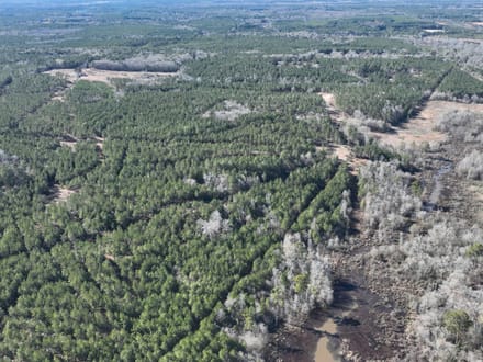 Mill Creek Tract in Red River Parish,  331 Acres +/-