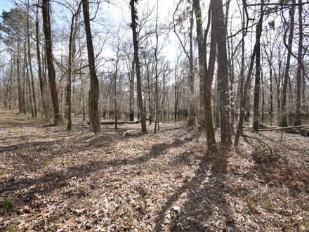 Bodcau Bluffs of East Bossier Parish, LA, 418 +/- acres