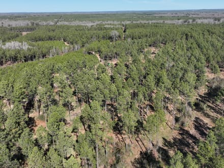Mill Creek Tract in Red River Parish,  331 Acres +/-