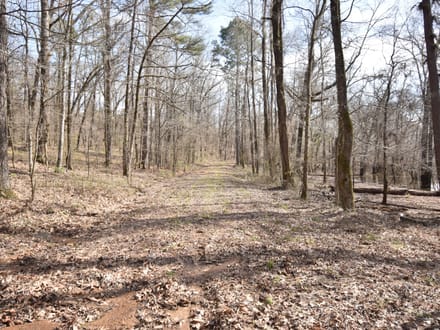 Bodcau Bluffs of East Bossier Parish, LA, 418 +/- acres