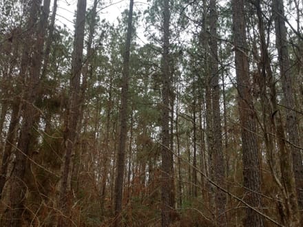 Acadia Land LLC, Bienville Parish, 137 Acres +/-