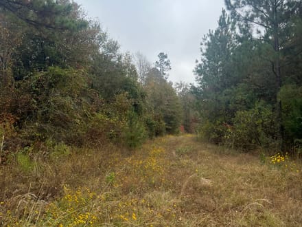 Union Texas Road Tract, Bossier Parish, +/- 140 Acres