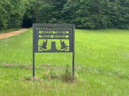 Holly Mound Green Timber Duck Hunting, Lafayette County, AR