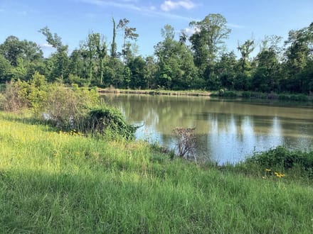 Lumas Road Tract, Beauregard Parish, 80 Acres ≠