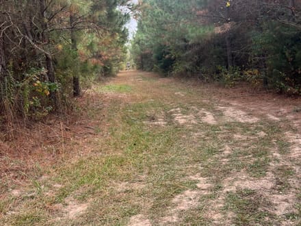 Union Texas Road Tract, Bossier Parish, +/- 140 Acres