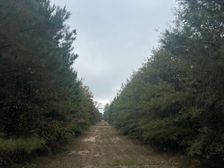 Union Texas Road Tract, Bossier Parish, +/- 140 Acres