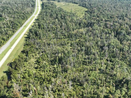 Ansley Hardwood Tract South, Jackson Parish, 268 Acres +/-