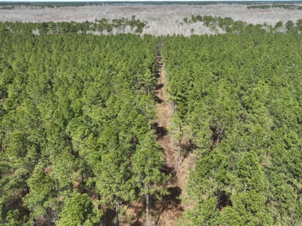 Bodcau Bluffs of East Bossier Parish, LA, 418 +/- acres