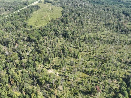 Ansley Hardwood Tract South, Jackson Parish, 268 Acres +/-