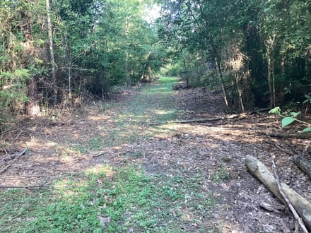 Lumas Road Tract, Beauregard Parish, 80 Acres ≠