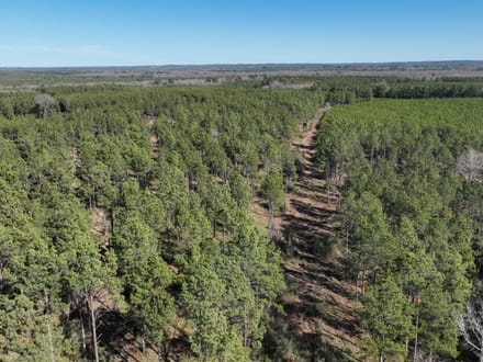 Mill Creek Tract in Red River Parish,  331 Acres +/-