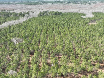 Bodcau Bluffs of East Bossier Parish, LA, 418 +/- acres