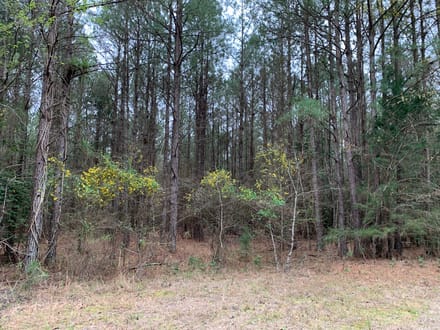 Mock Timber Tract, Union Parish, 167 Acres +/-