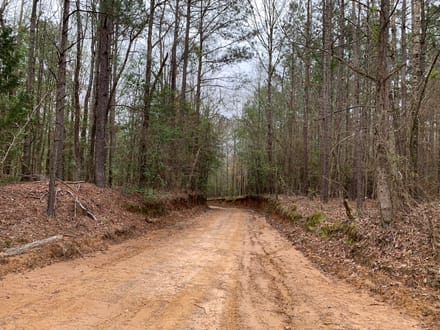 Mock Timber Tract, Union Parish, 167 Acres +/-