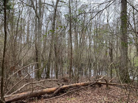 Mock Timber Tract, Union Parish, 167 Acres +/-