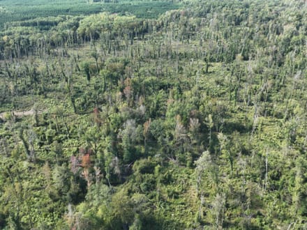 Ansley Hardwood Tract South, Jackson Parish, 268 Acres +/-