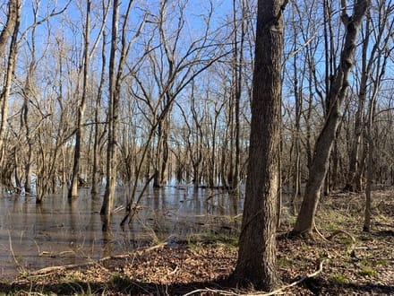 French Fork Tract, LaSalle Parish, 158 Acres +/-