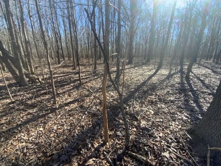 French Fork Tract, LaSalle Parish, 158 Acres +/-