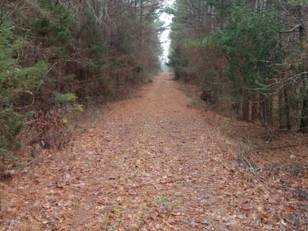 Acadia Land LLC, Bienville Parish, 137 Acres +/-