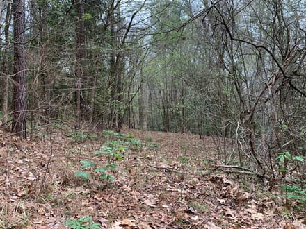 Mock Timber Tract, Union Parish, 167 Acres +/-