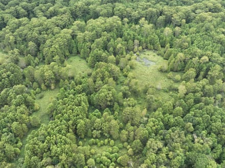 Bodcau Bayou Ducks and Bucks, Lafayette County, 352 Acres +/-