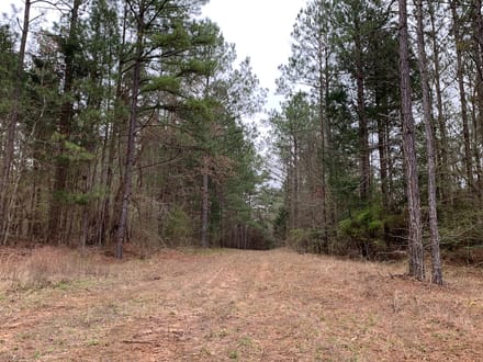 Mock Timber Tract, Union Parish, 167 Acres +/-